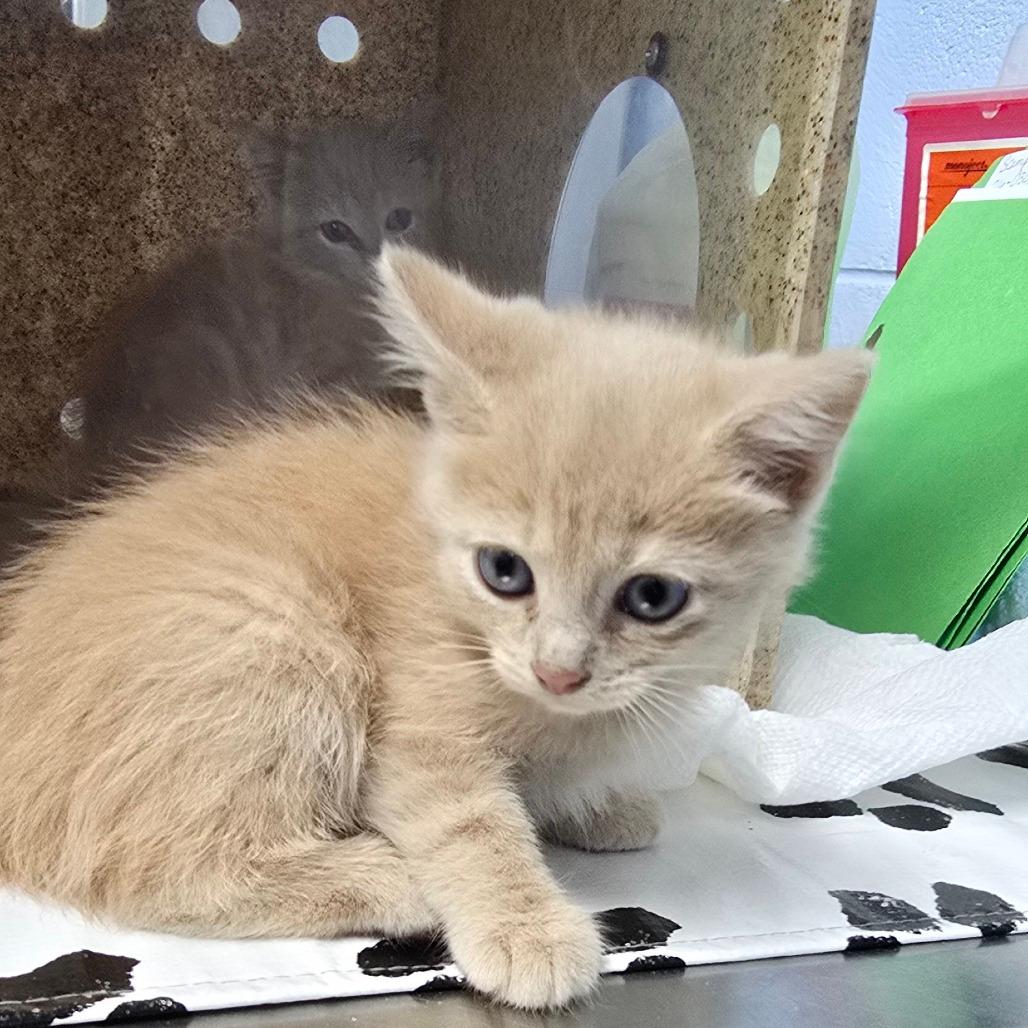 Carlos