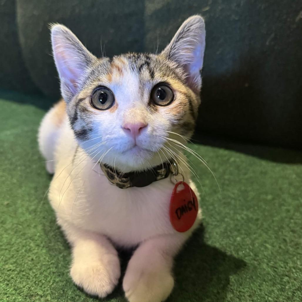 Daisy (cat café adoption)