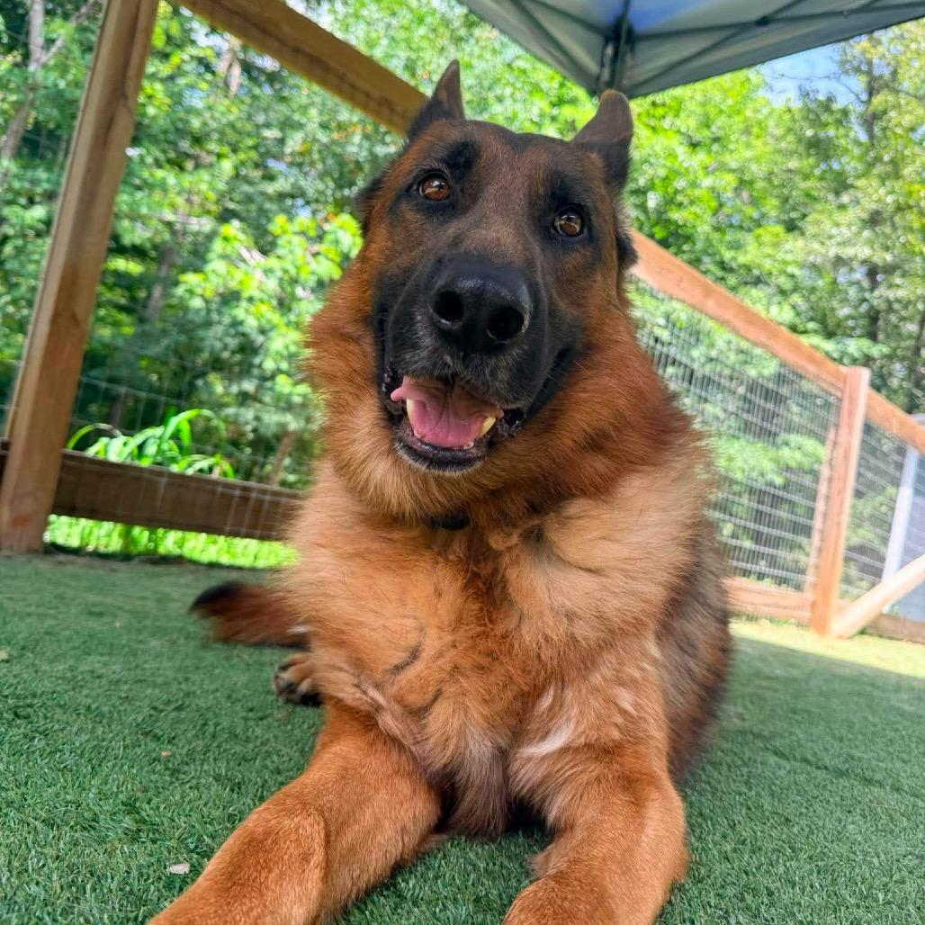 Diesel