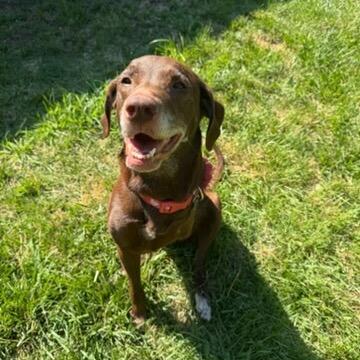 Bailey