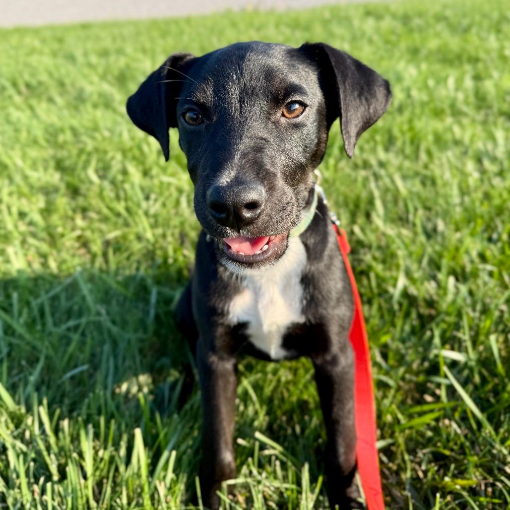 Nova
