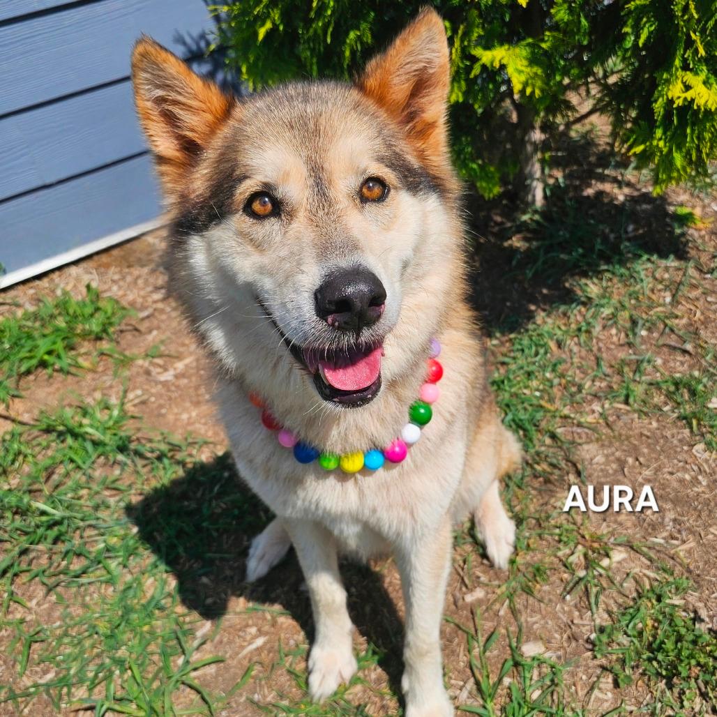 Aura
