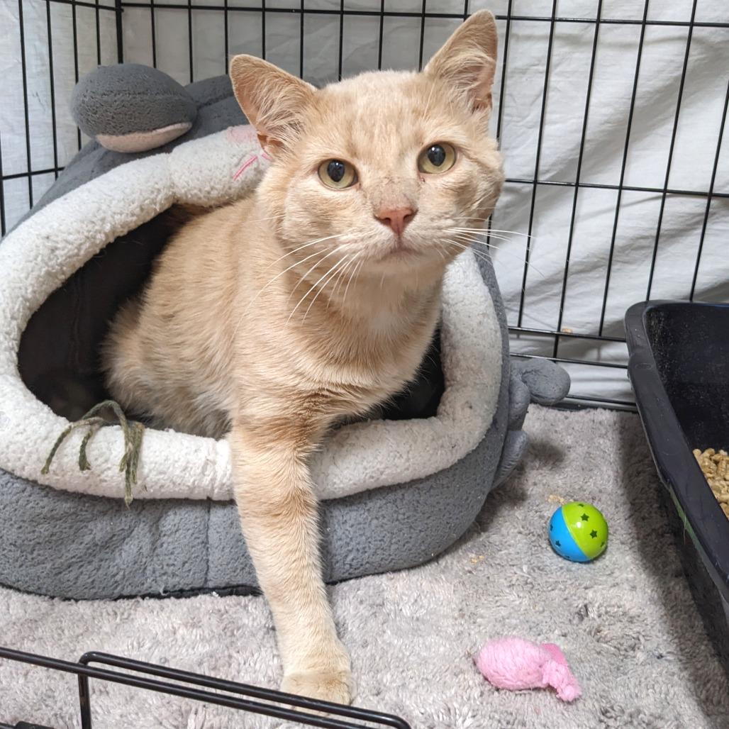 Hector -Washington PetSmart