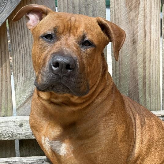 Scooby