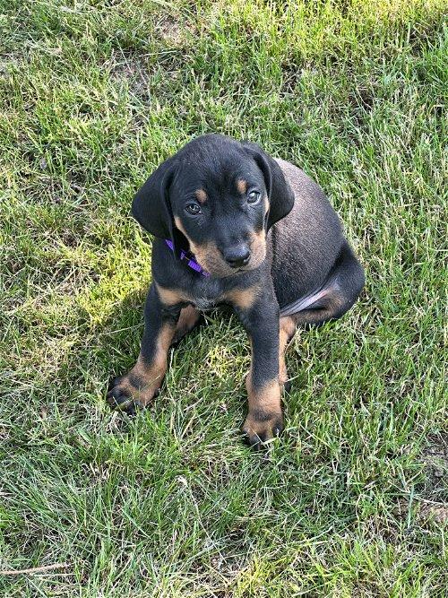 Adoptable Dogs & Puppies in Erie, PA