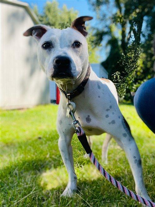 Adoptable Dogs & Puppies in Grand Rapids, MI
