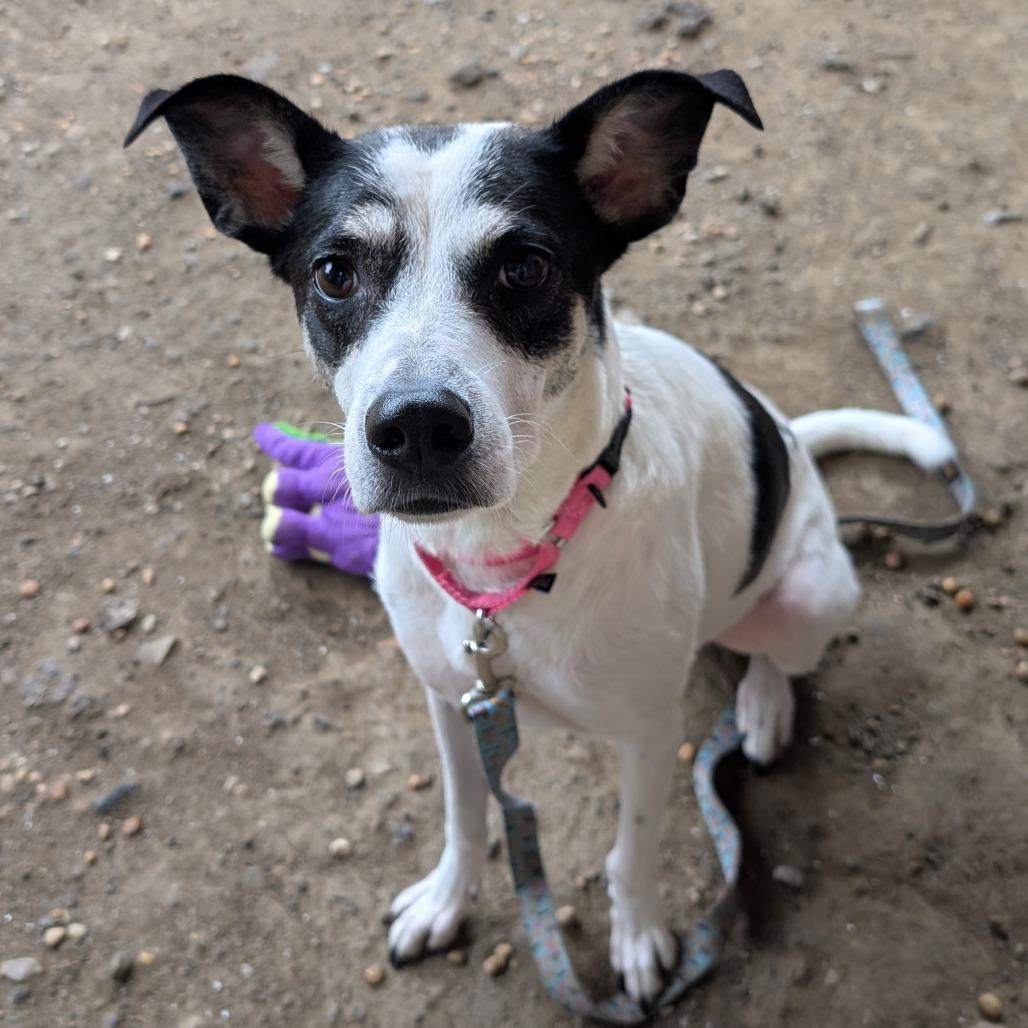 Gracie 