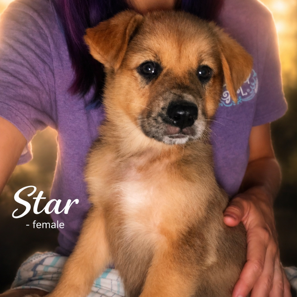 Star
