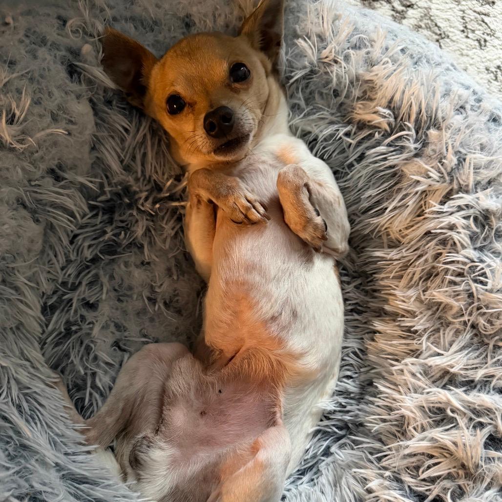 Pocket