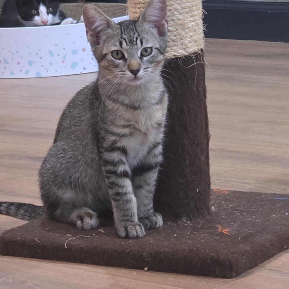 Calamity Jane