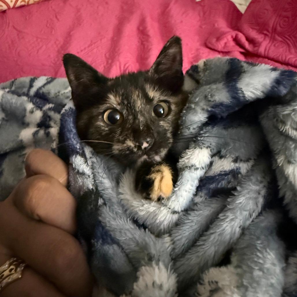Artemis