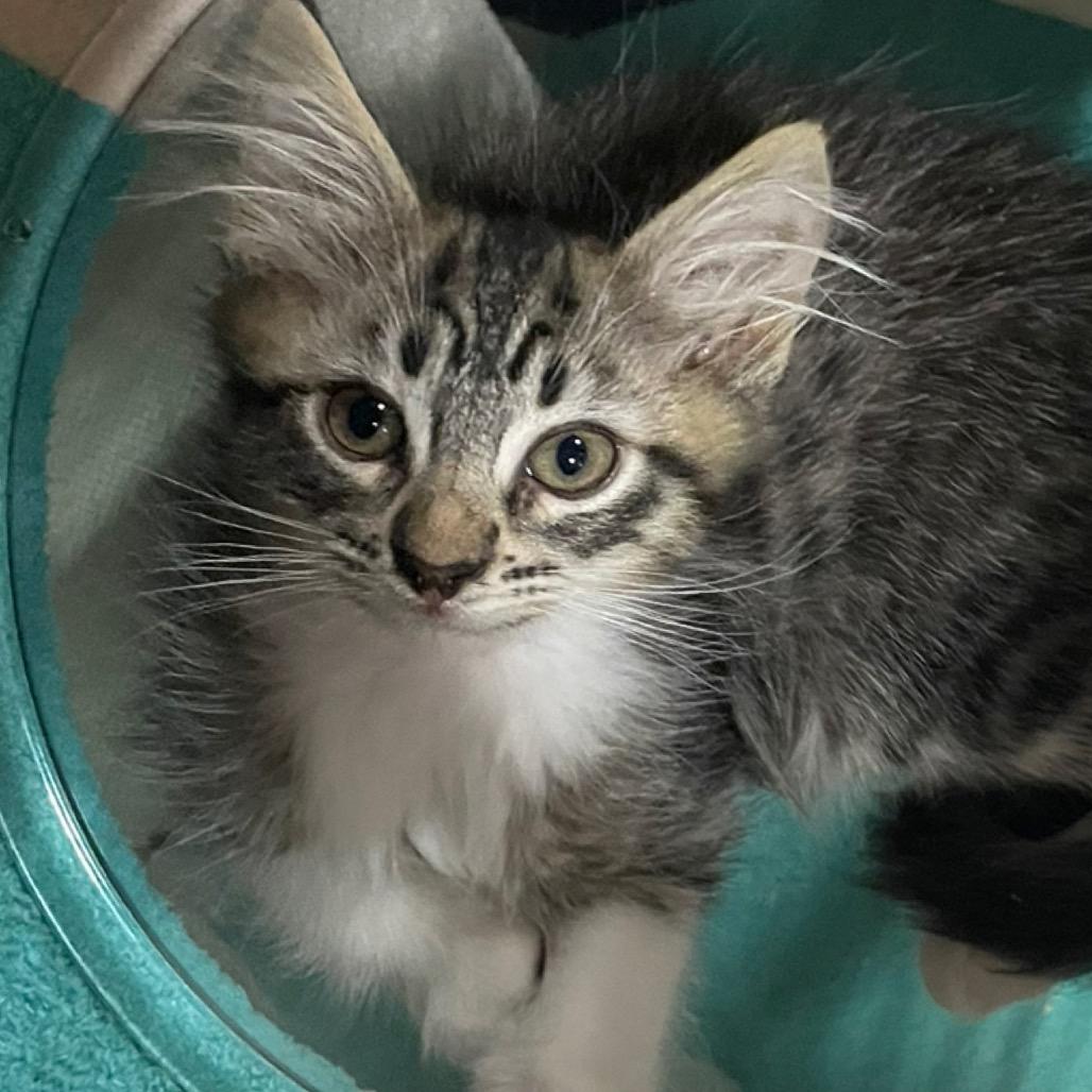 Leonidas