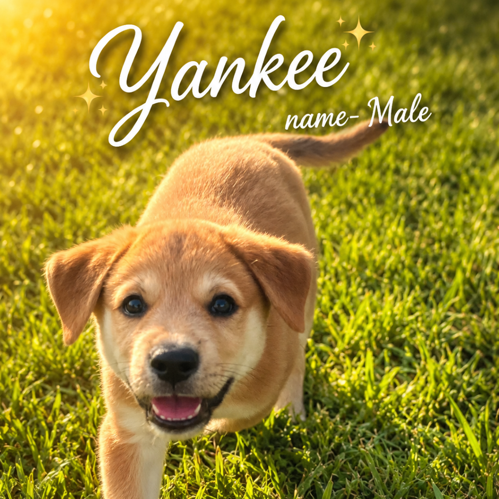 Yankee