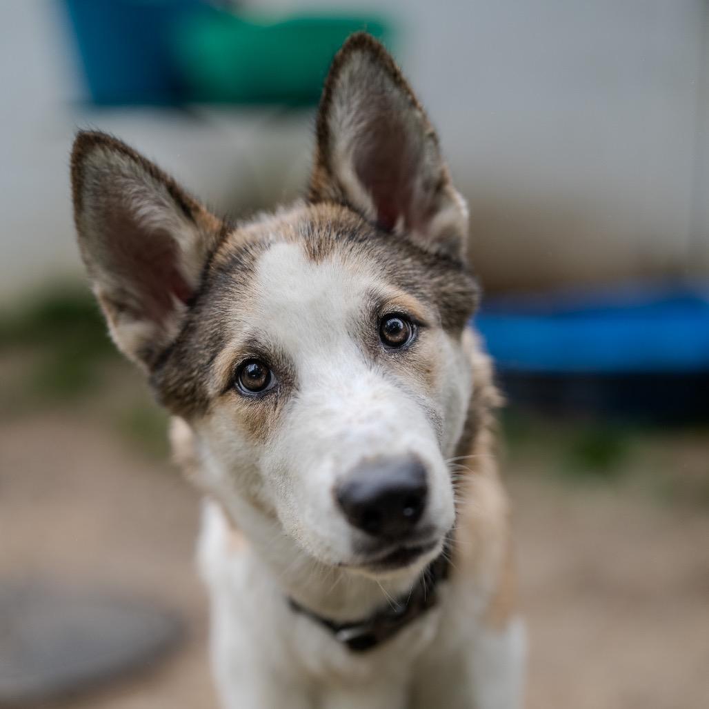Benji