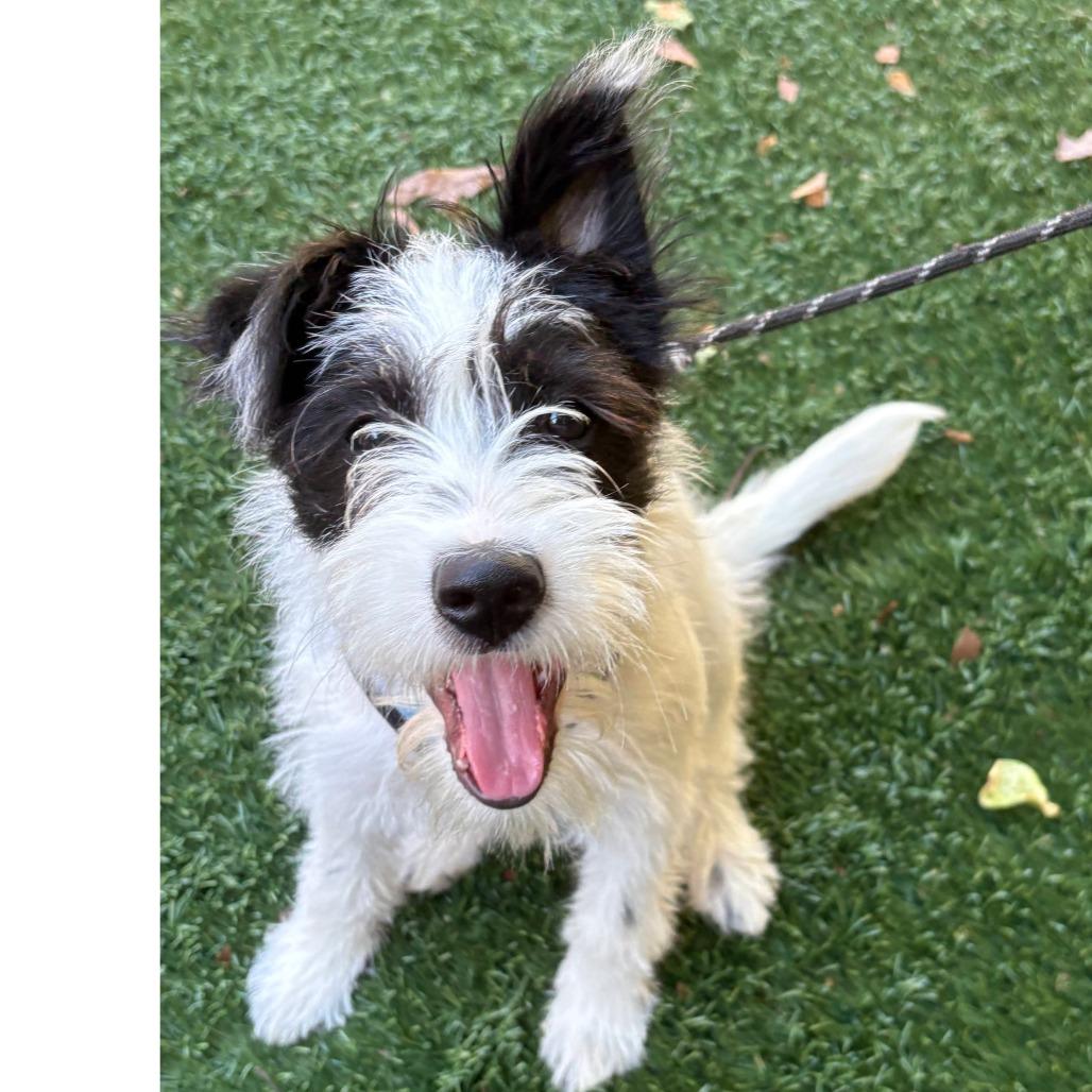 SPRITZ (puppy)