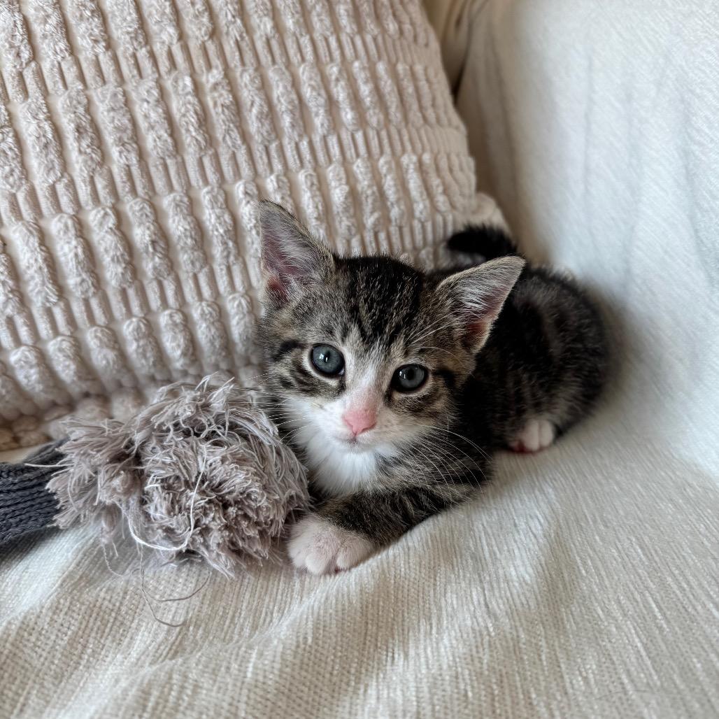 Pipsqueak (and Maximus)