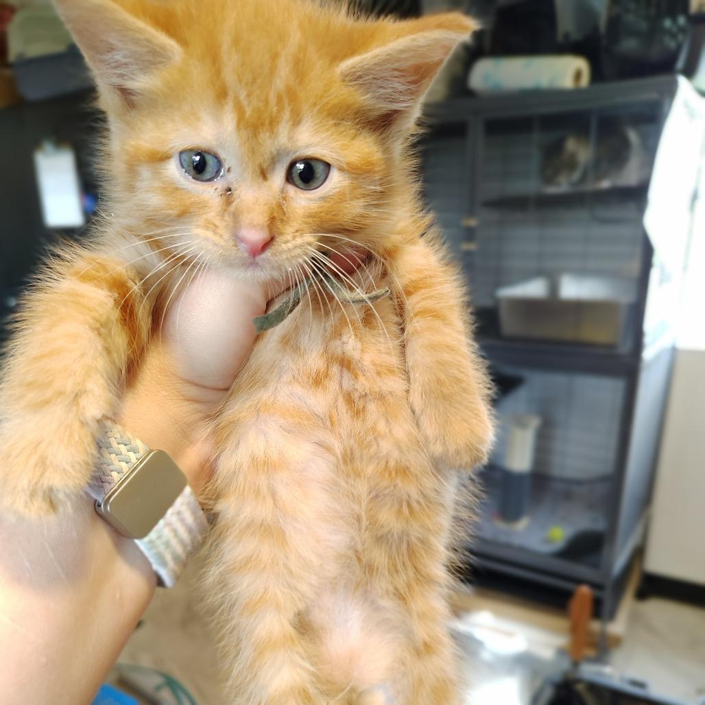 Cayenne