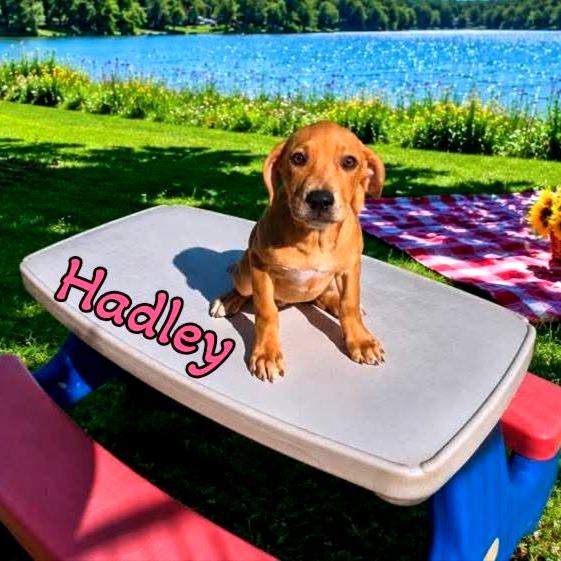 Hadley