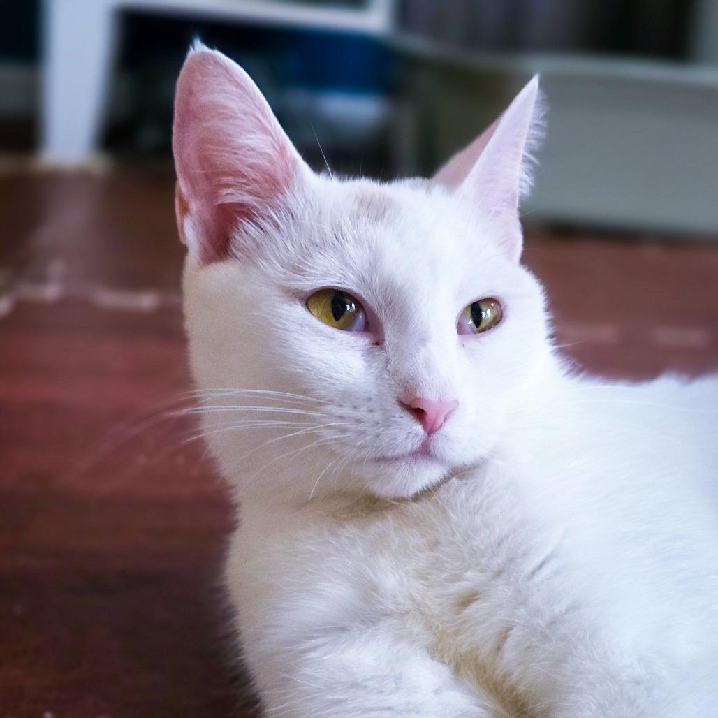Geraldine