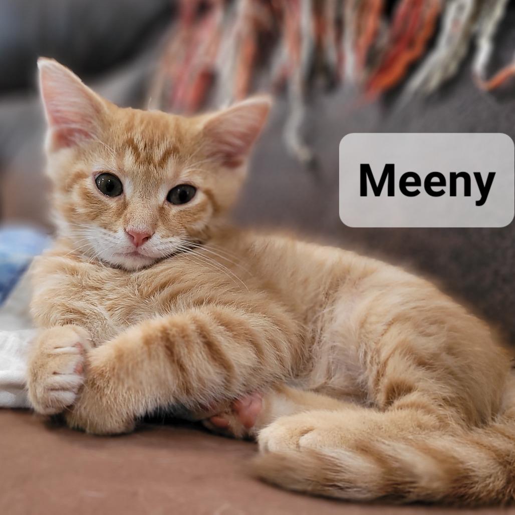 Fango (Meeny)