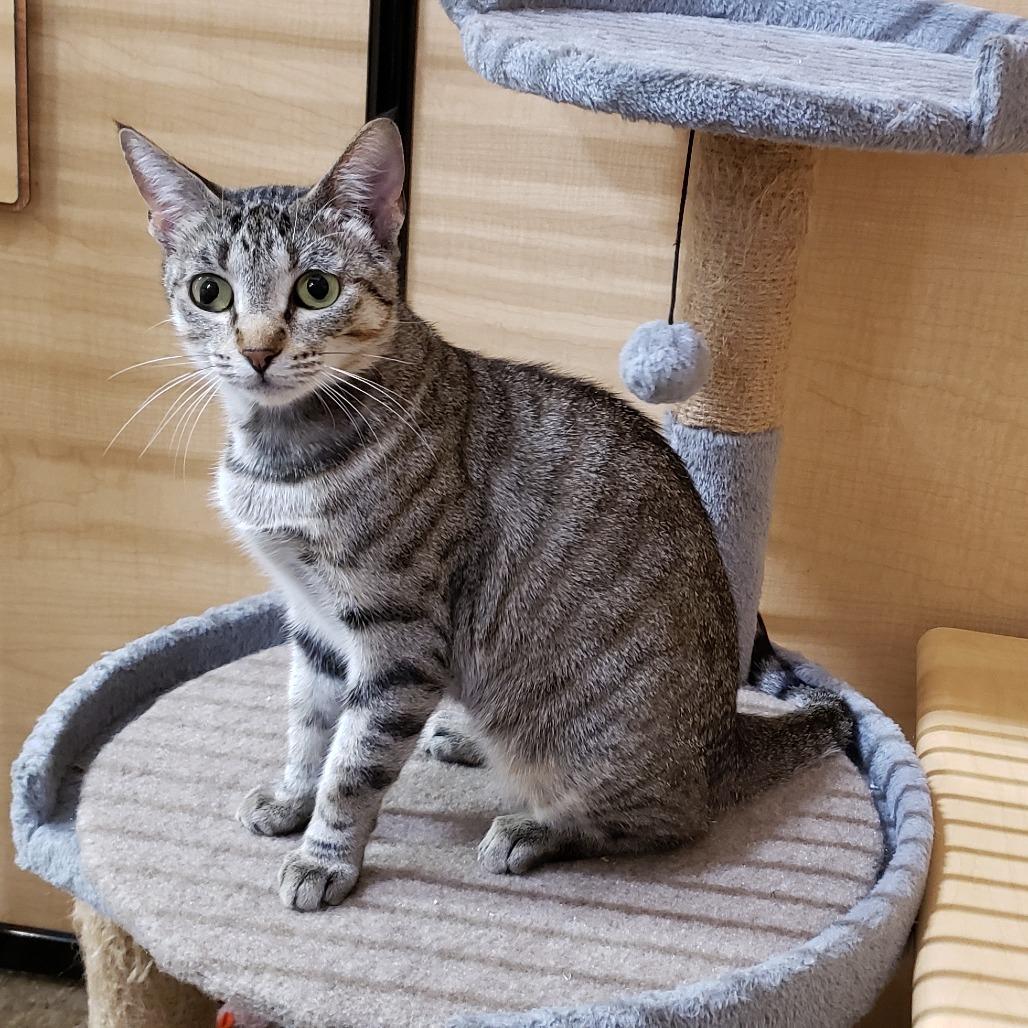 Lilia