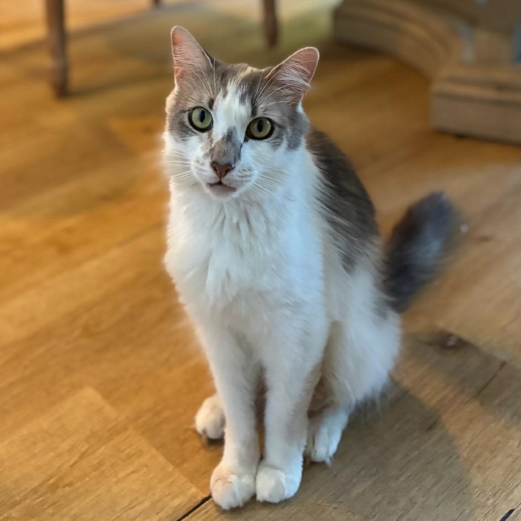 Phoebe