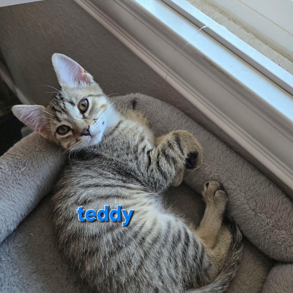 Sanji/Teddy