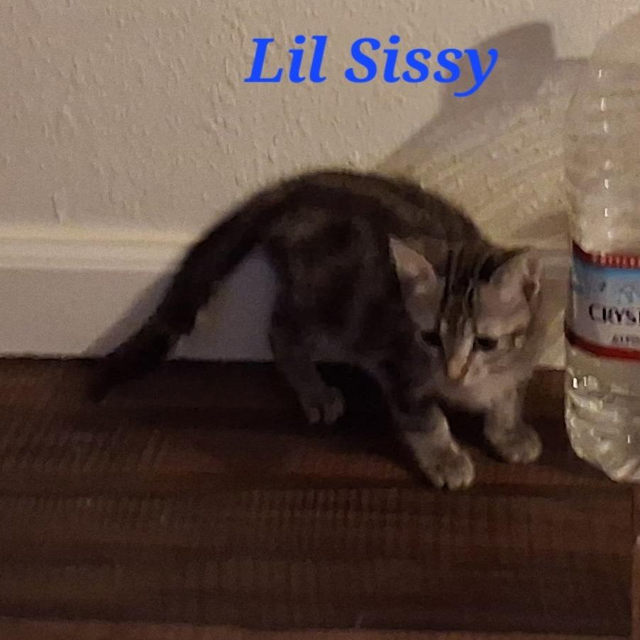 Lil Sissy