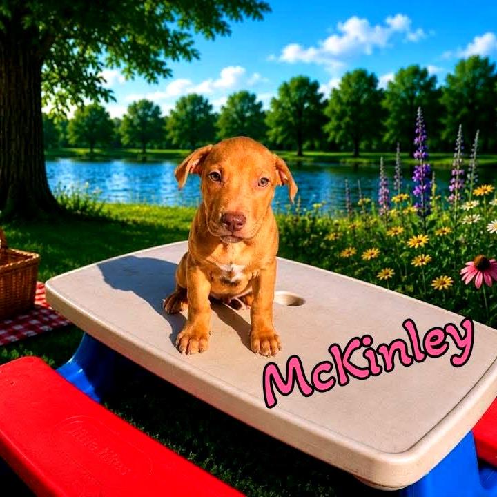 McKinley