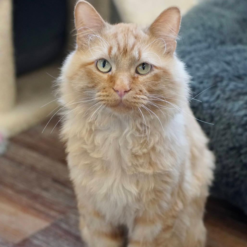 Lio
