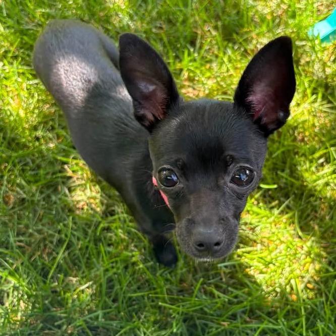 Chalupa