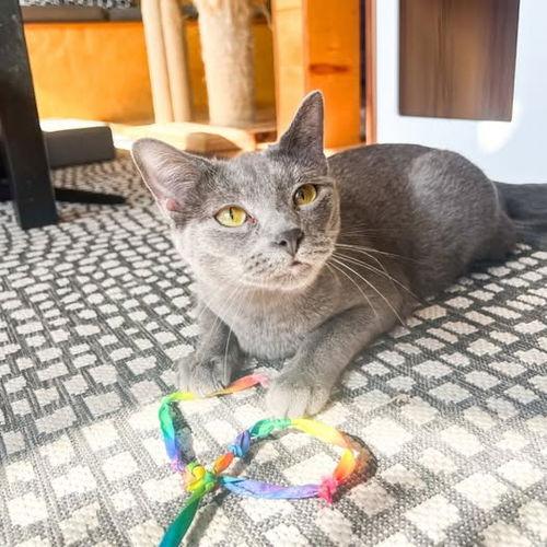 gummi (russian blue mix) (bonded with winnie)