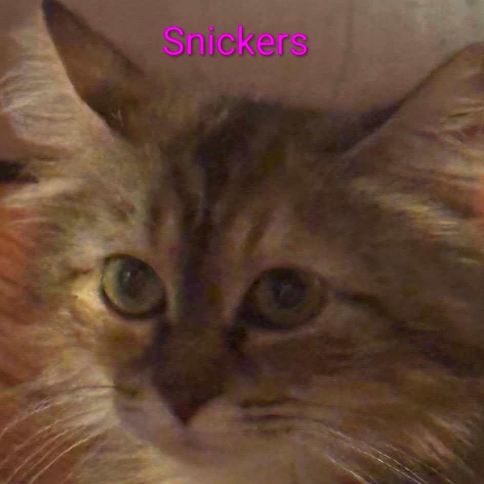 Snickers