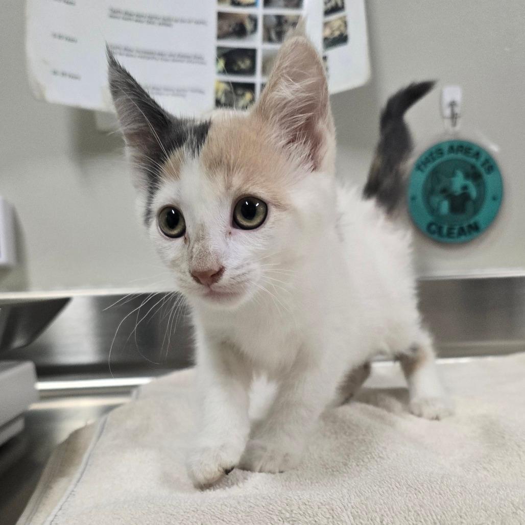 STRAY KITTEN "Melody"