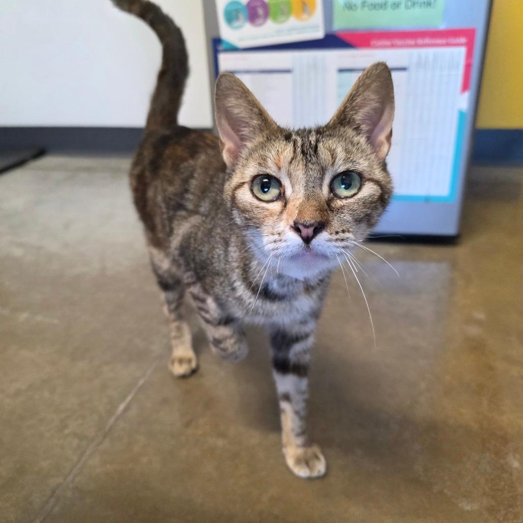 STRAY CAT "Montana"
