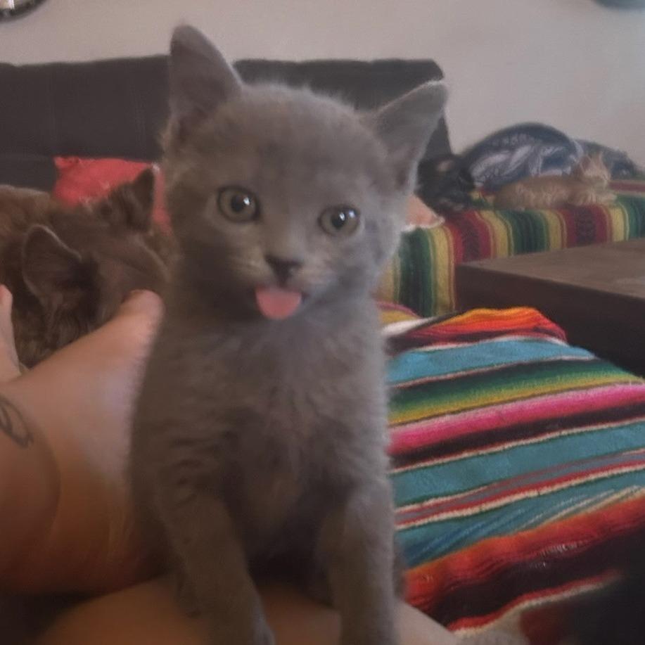 Patrona