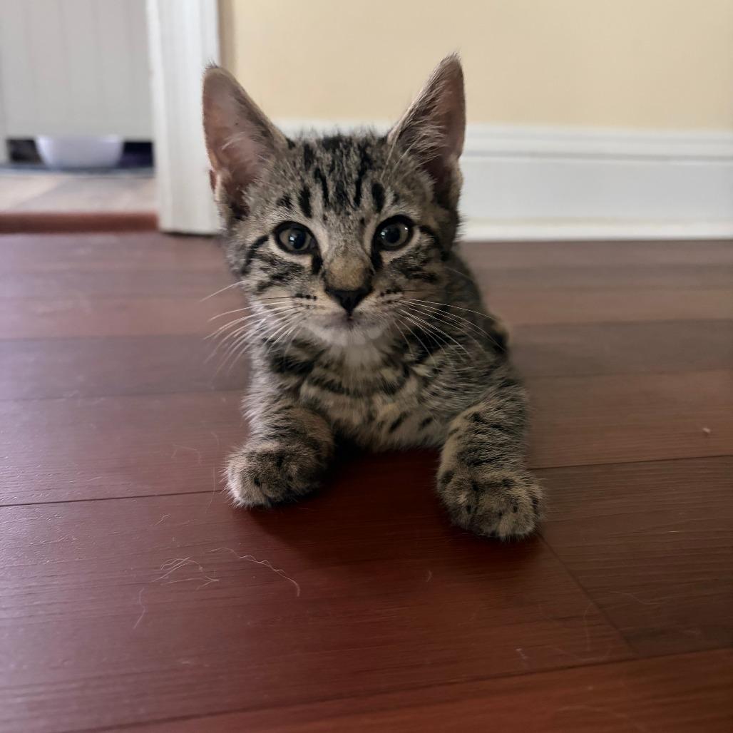 Mickey-IN FOSTER