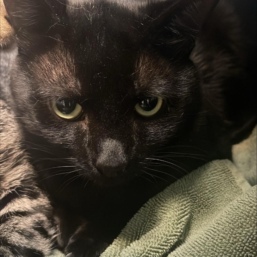 Binx