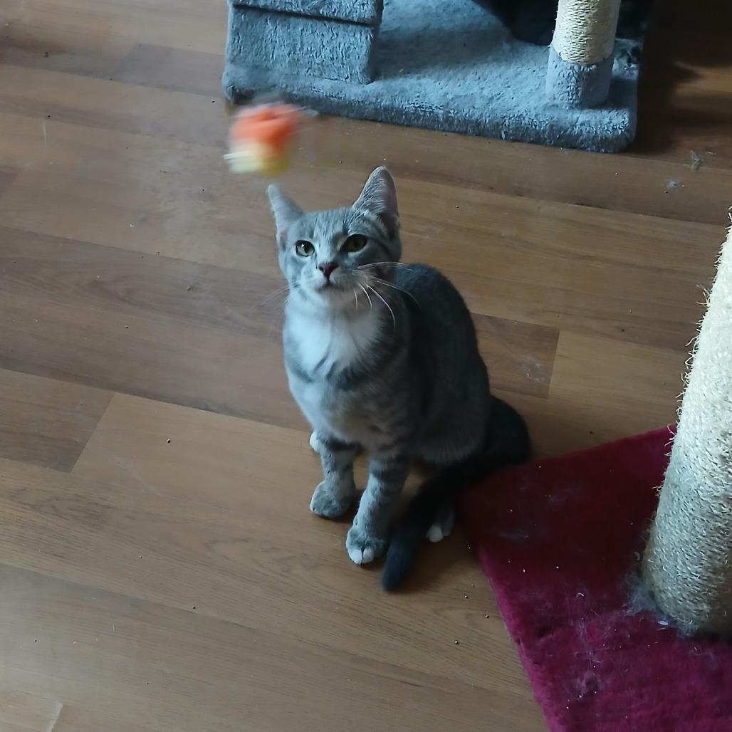 Parcheesie