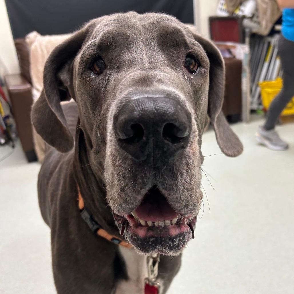 Maverick- in foster