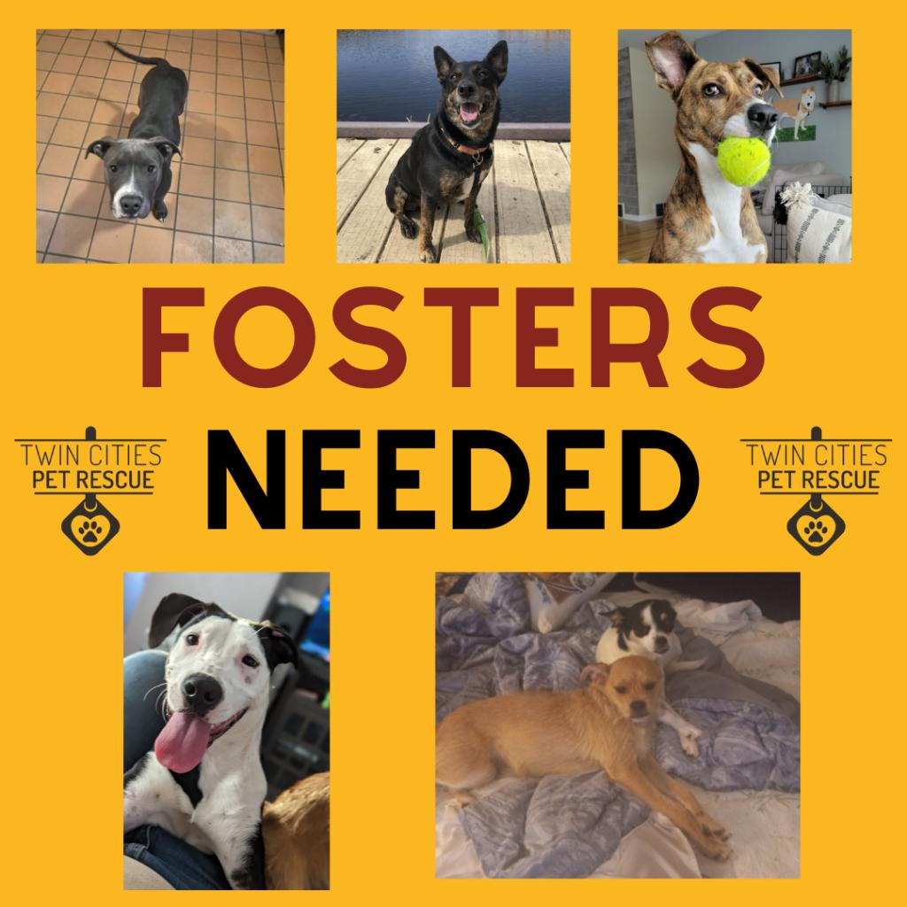 Dog/Puppy Fosters Needed!