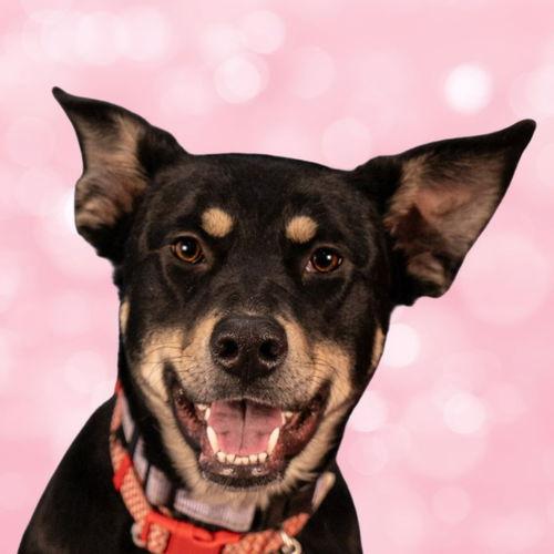 rita - adopt me!