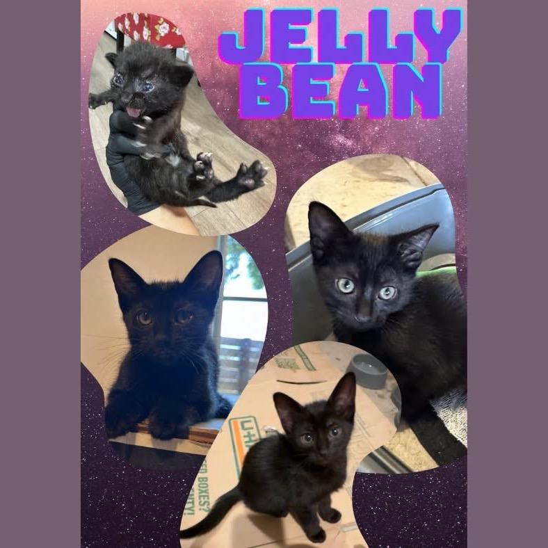 Jelly Bean
