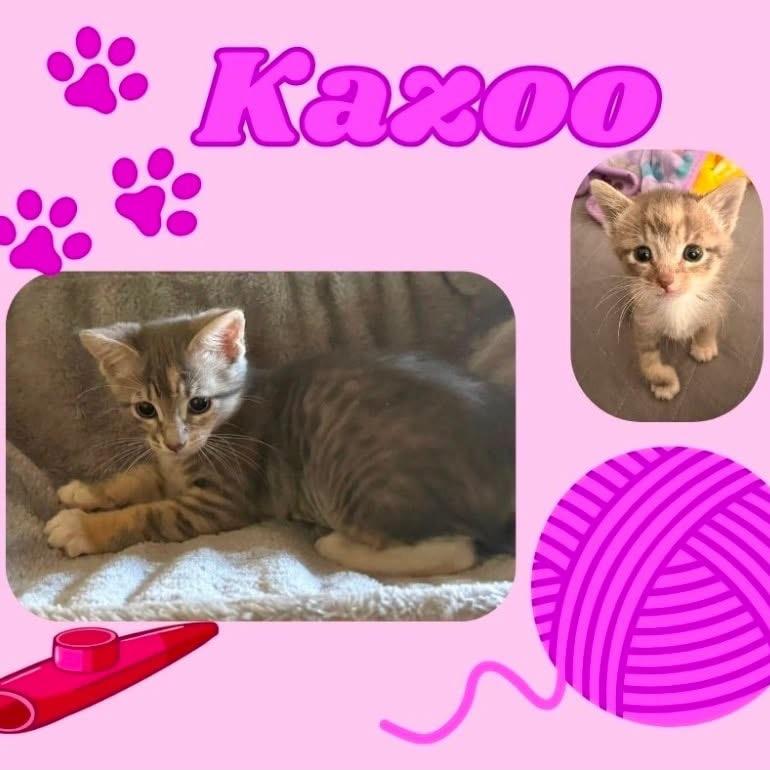 Kazoo