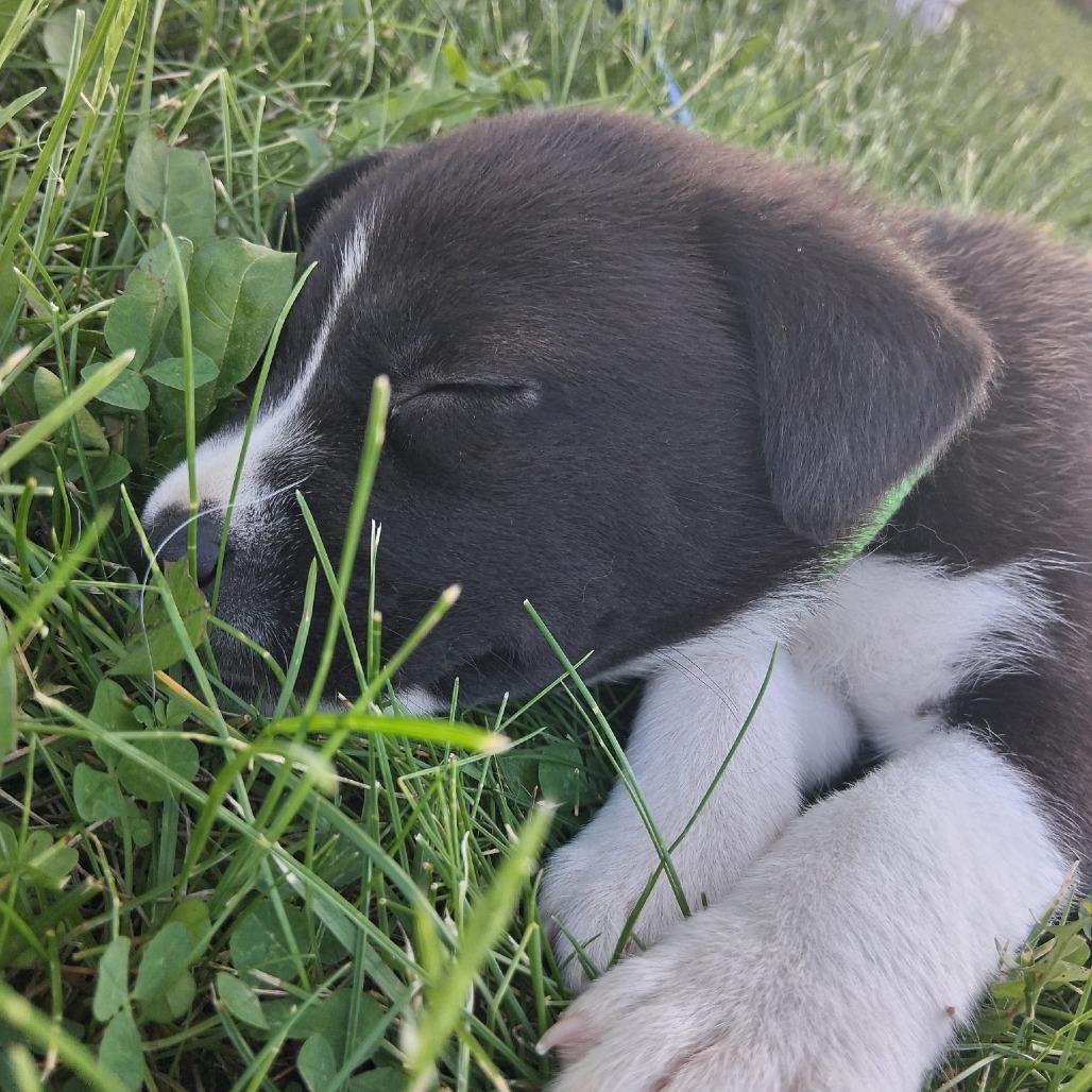 Mia