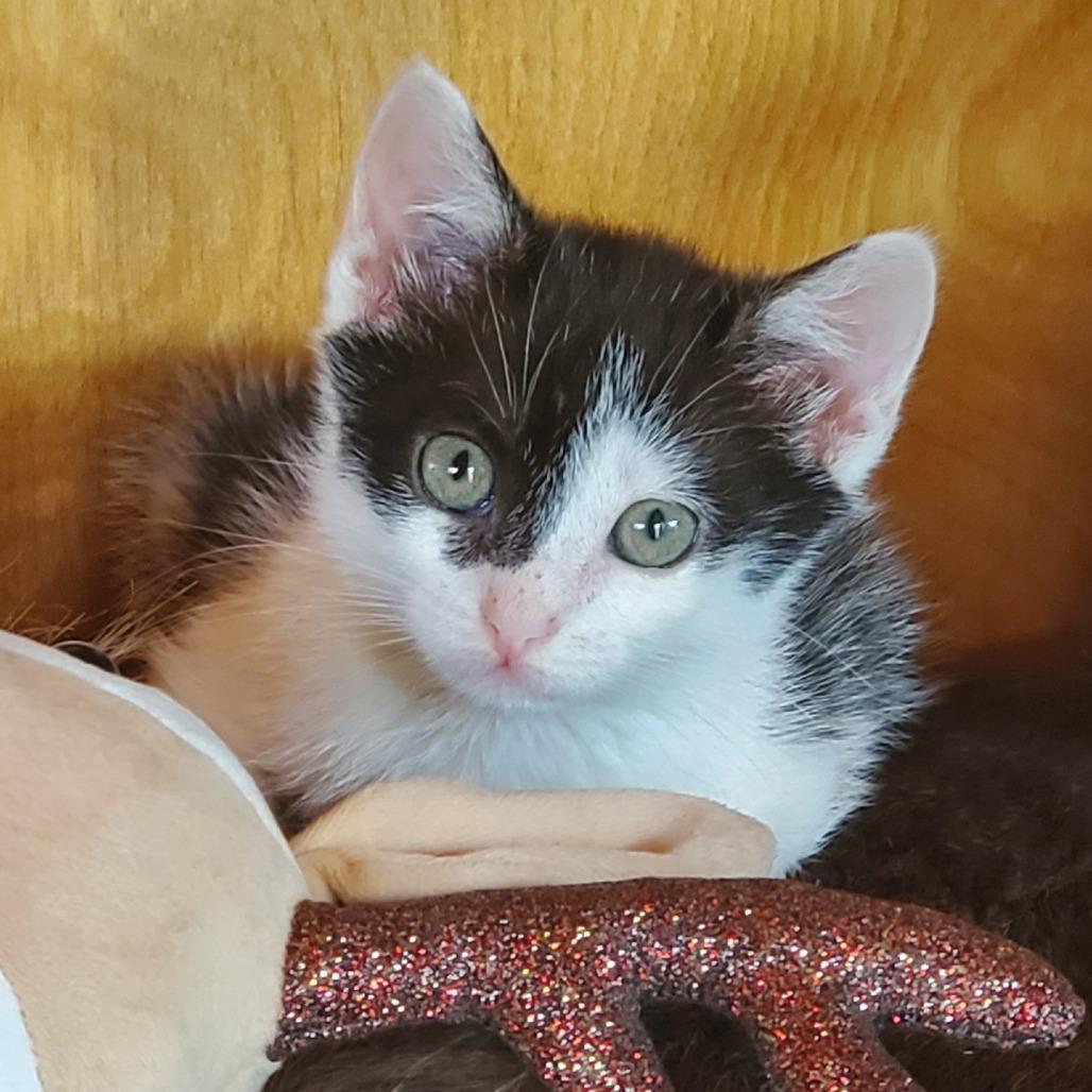 Petula
