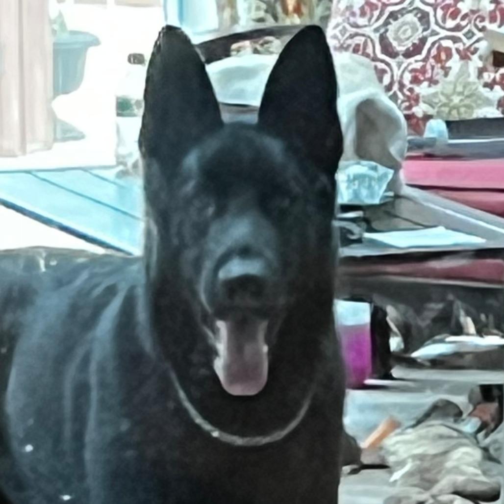 Koda