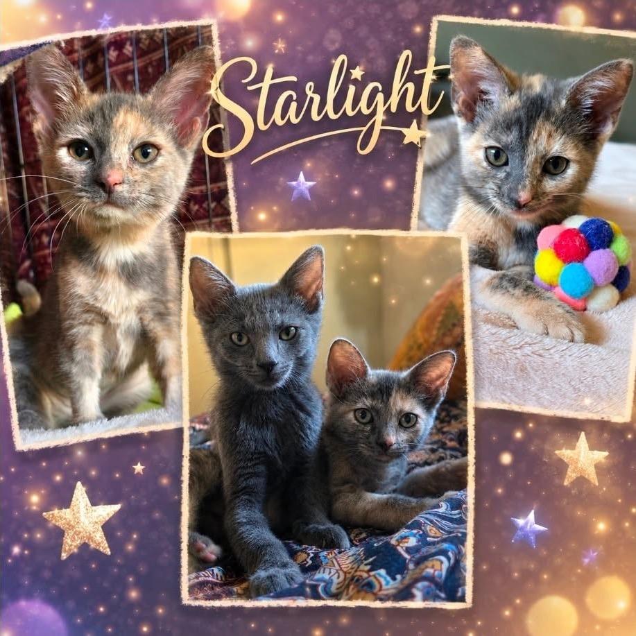Starlight
