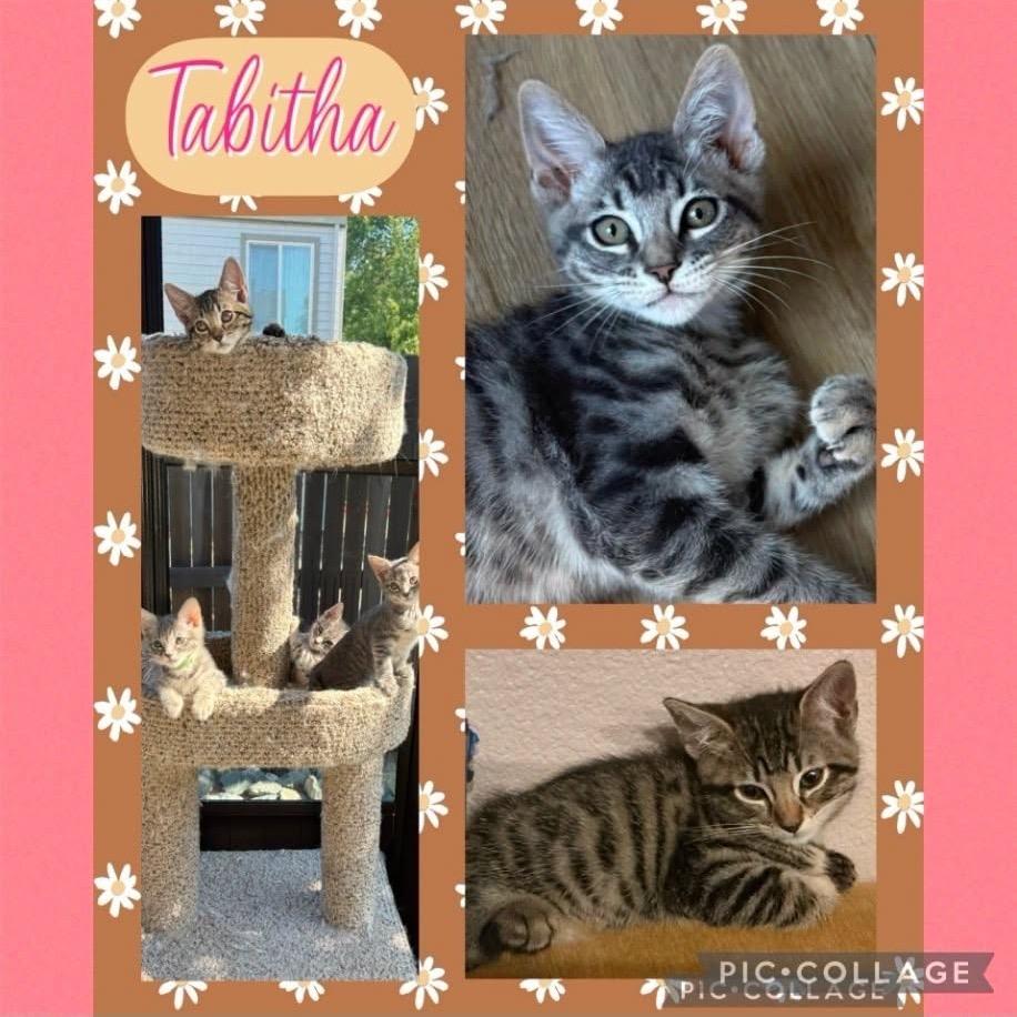 Tabitha