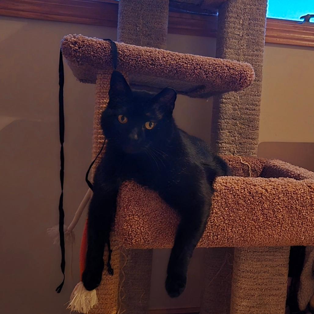 Coal FIV+